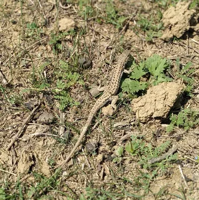 Snake-Eyed Lizard (Ophisops elegans) — Marneuli — Kakhaber Sukhitashvili