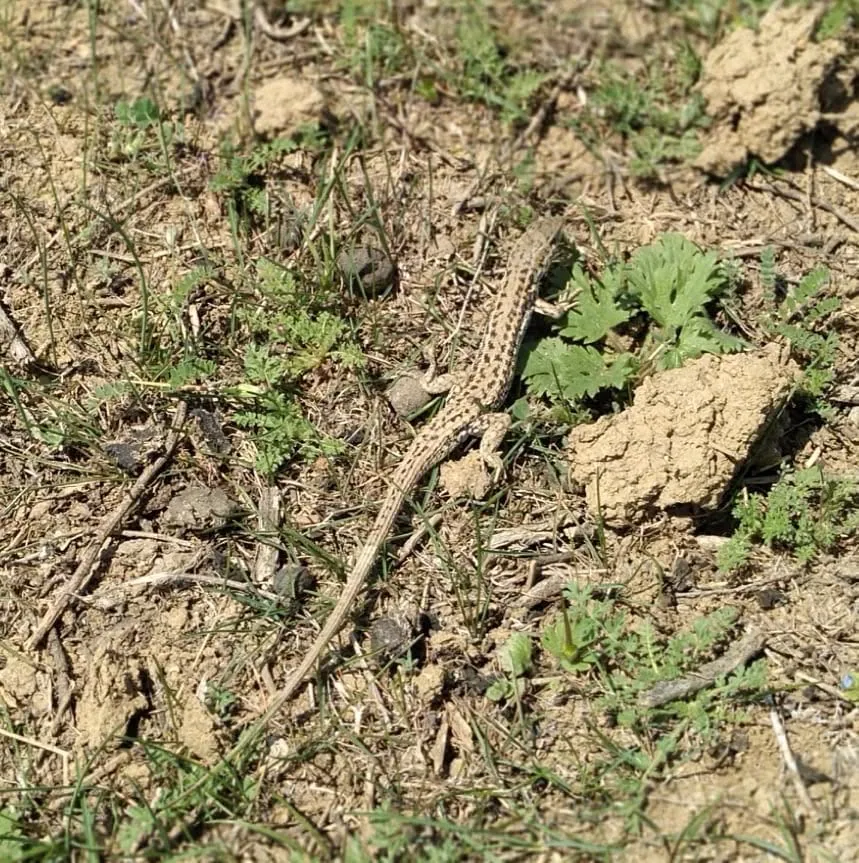 კოხტა გველთავა (Ophisops elegans) აღმოსავლეთ საქართველო — ლოკალური ჩანაწერები