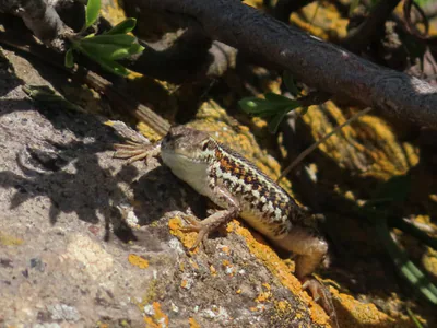 Snake-Eyed Lizard (Ophisops elegans) — Aragatsotn Province, Armenia — Kseniia Marianna Prondzynska