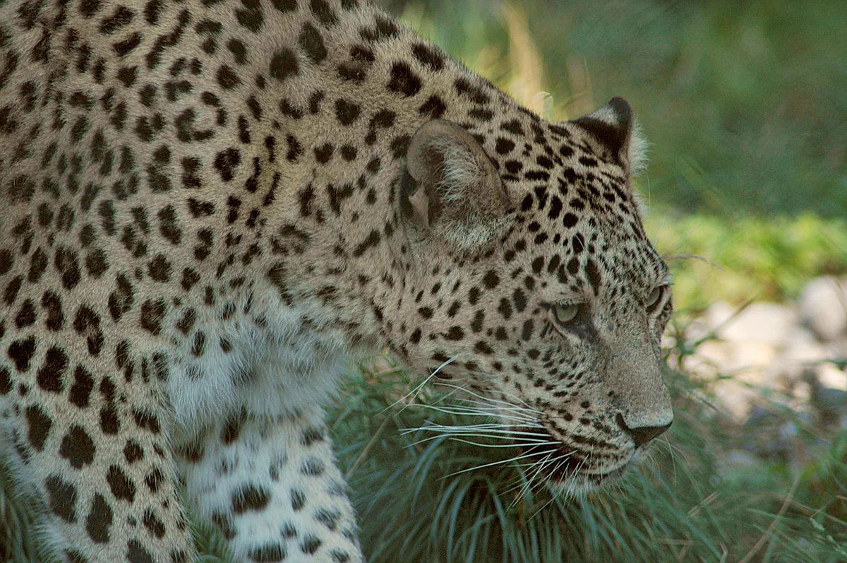 კავკასიური ჯიქი (Panthera pardus) — იშვიათი მოხეტიალე საქართველოში — Marcel Burkhard