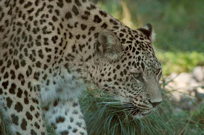 Кавказский леопард (Panthera pardus) — Редкий залётный в Грузии — Marcel Burkhard