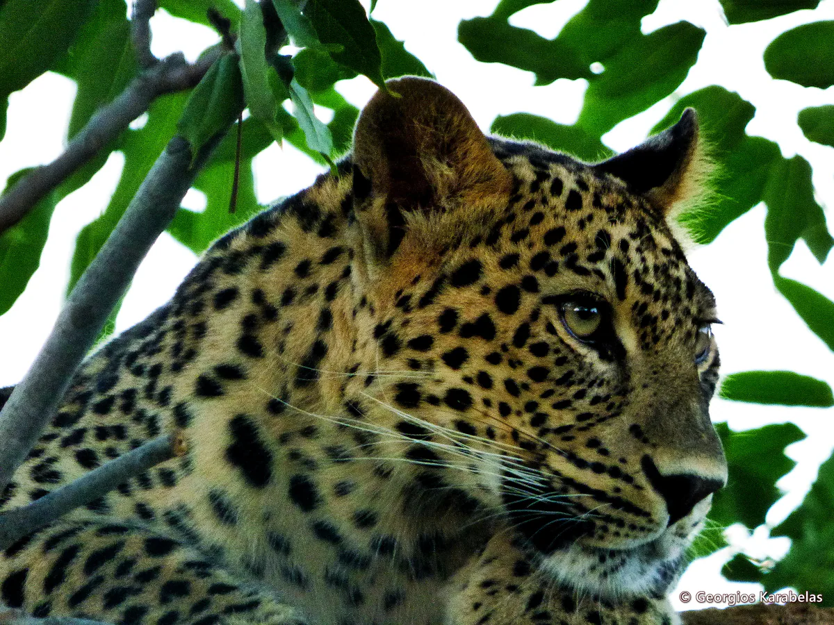 კავკასიური ჯიქი (Panthera pardus) — იშვიათი მოხეტიალე საქართველოში — ThunderJag