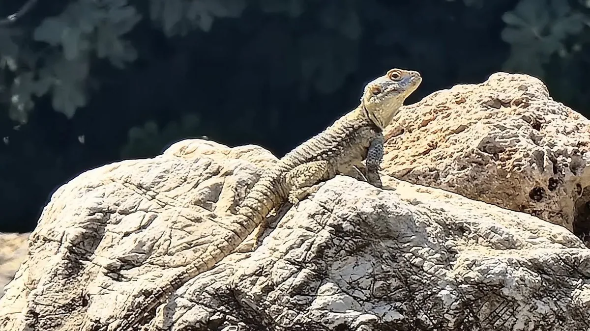 ჯოჯო (Paralaudakia caucasia) — ანტალია, თურქეთი — Dudleyes Turtles