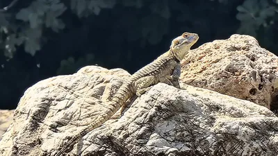ჯოჯო (Paralaudakia caucasia) — ანტალია, თურქეთი — Dudleyes Turtles