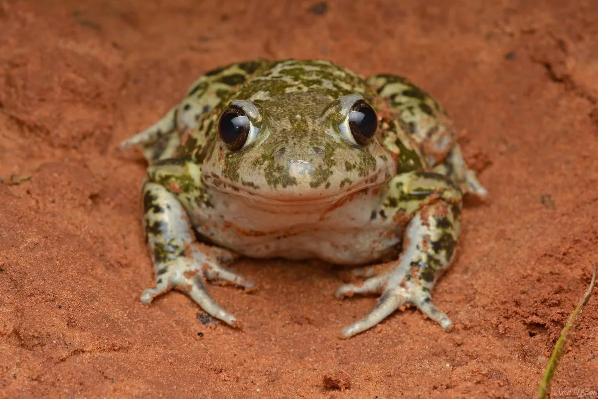 Eastern Spadefoot (Pelobates syriacus) — Coastal plain, Israel — Assaf Uzan