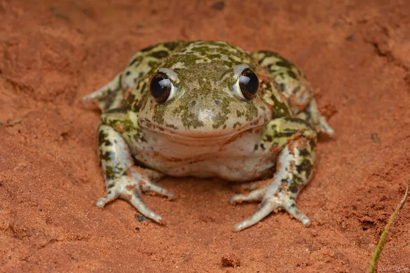 Eastern Spadefoot (Pelobates syriacus) — Coastal plain, Israel — Assaf Uzan