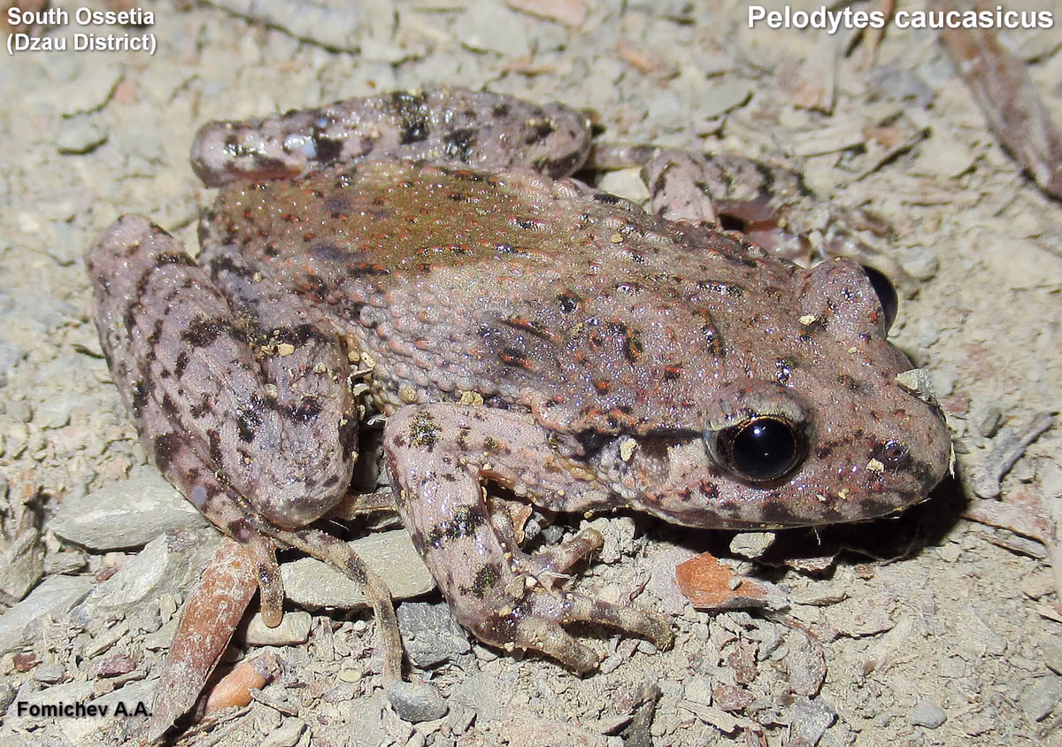 Caucasian Parsley Frog (Pelodytes caucasicus) — humid Caucasian forest — Alexander A. Fomichev