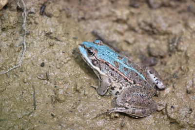 Göl kurbağası (Pelophylax ridibundus) — Gy, შვეიცარია (აქსანთური ფერი) — Manuel Ruedi