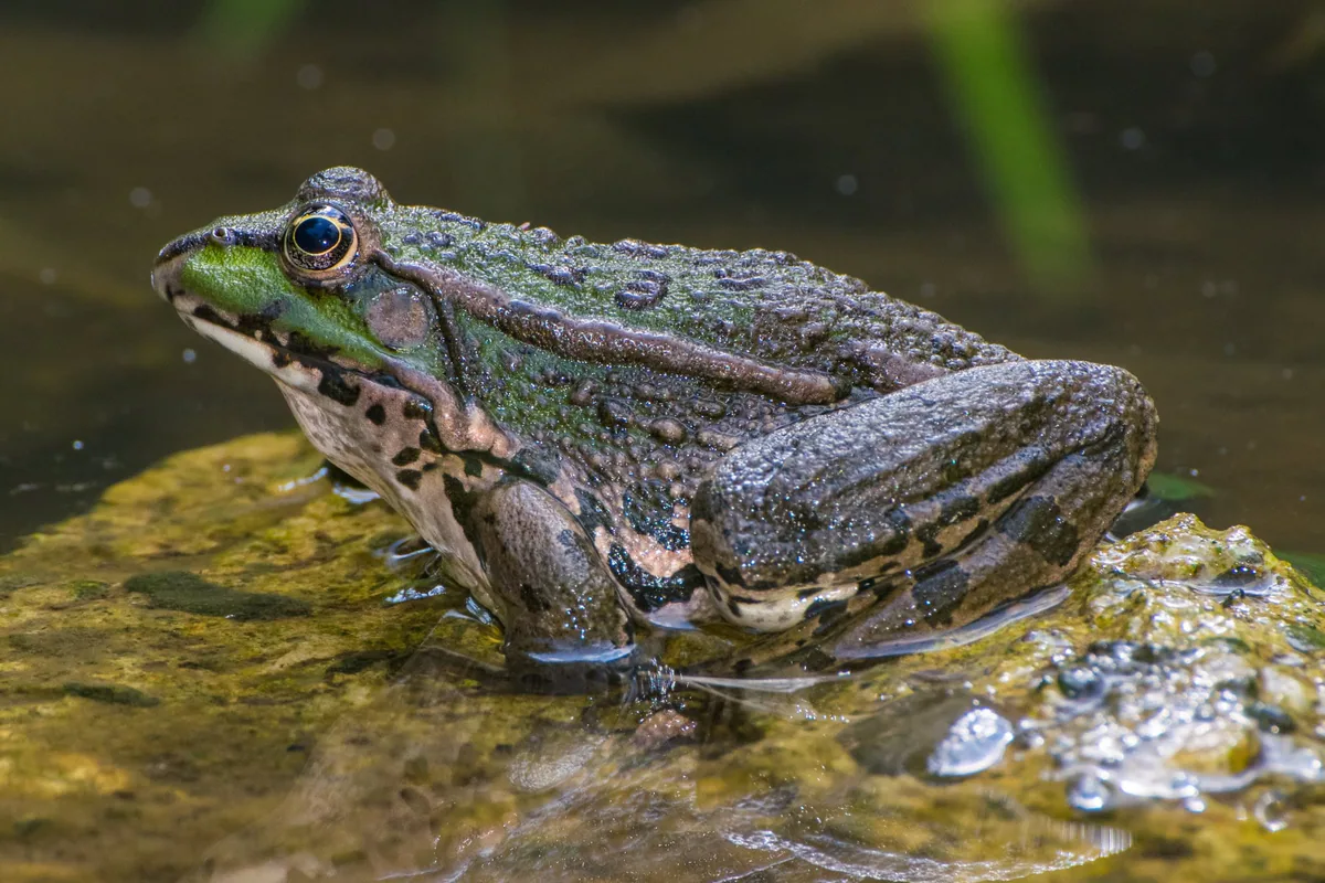 Marsh frog at the water’s edge