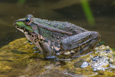 Göl kurbağası (Pelophylax ridibundus) — Gürcistan genelinde su yanında — Aleksandar Urosevic