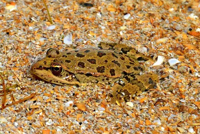 Göl kurbağası (Pelophylax ridibundus) — ფოთი — გიორგი იანქოშვილი