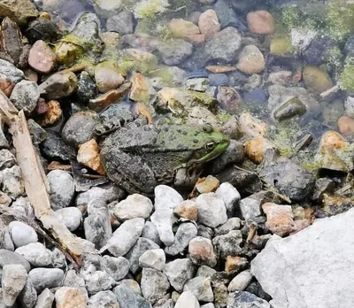 ტბორის ბაყაყი (Pelophylax ridibundus)