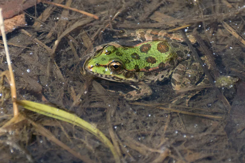Göl kurbağası (Pelophylax ridibundus) — ვაკე-საბურთალო, თბილისი