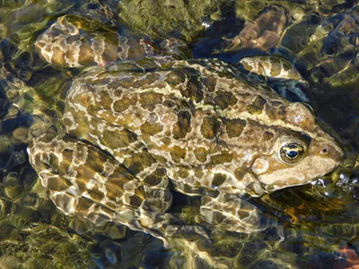 Göl kurbağası (Pelophylax ridibundus) — Gürcistan genelinde su yanında — Vlad Muresan