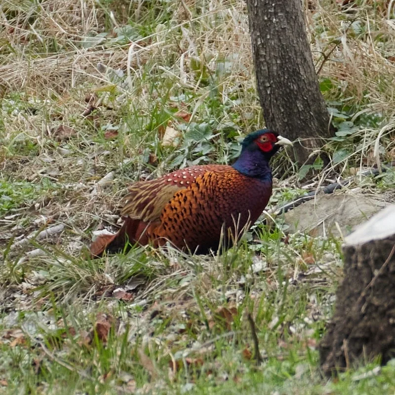 Common pheasant (Phasianus colchicus) — Tbilisi — Anastasiia Pashkovskaia