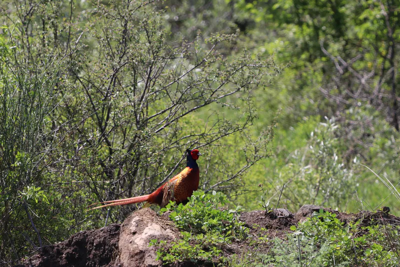 Common pheasant (Phasianus colchicus) — Old Tbilisi — Donsky