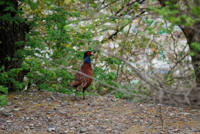 ხოხობი (Phasianus colchicus) — თბილისი