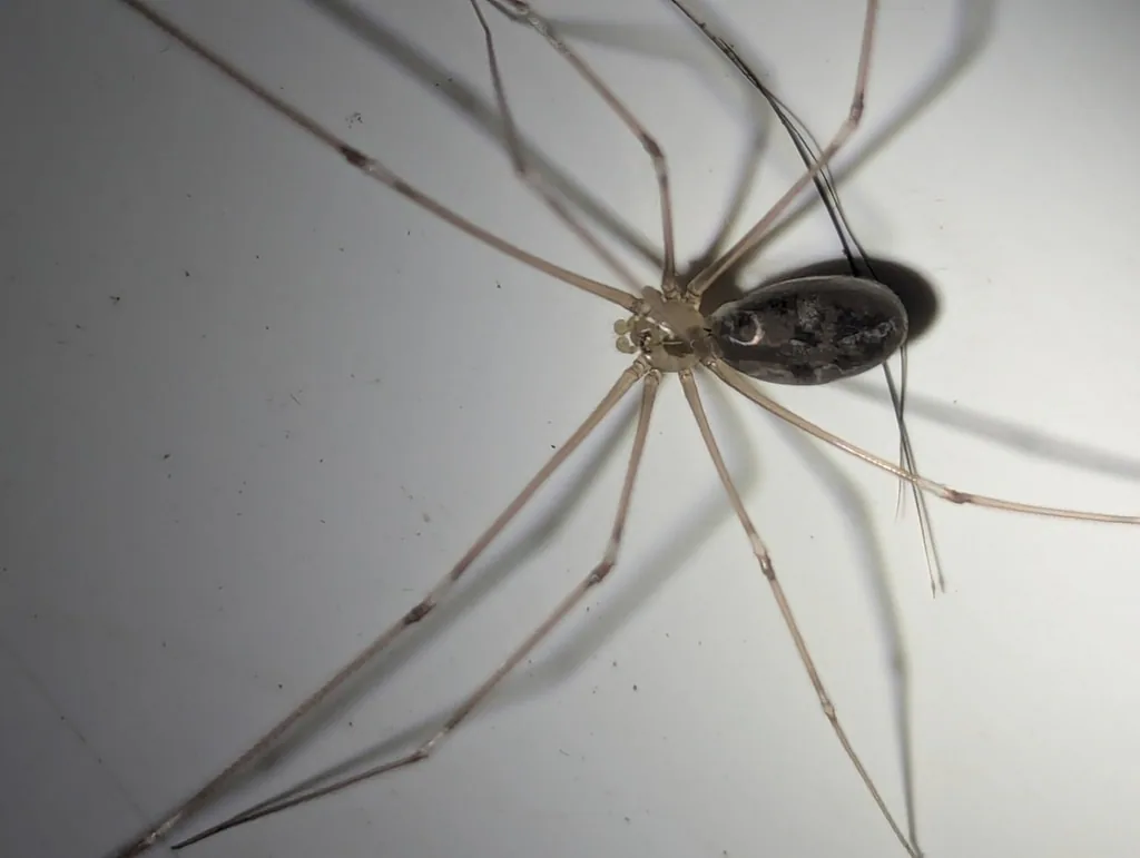 გრძელფეხა ფოლკუსი (Pholcus phalangioides) საქართველოში დადასტურებულია; ხშირად შენობებში