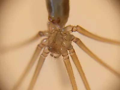 გრძელფეხა ფოლკუსი (Pholcus phalangioides) — ქობულეთი — Arvidas M