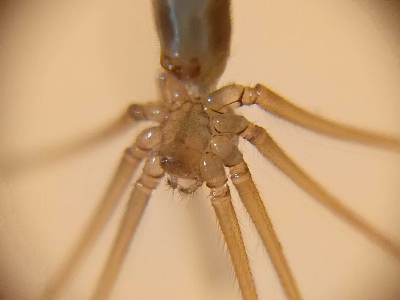 გრძელფეხა ფოლკუსი (Pholcus phalangioides) — ქობულეთი