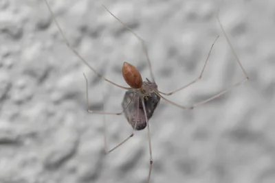 გრძელფეხა ფოლკუსი (Pholcus phalangioides) — სიღნაღი — სანდრო კილაძე