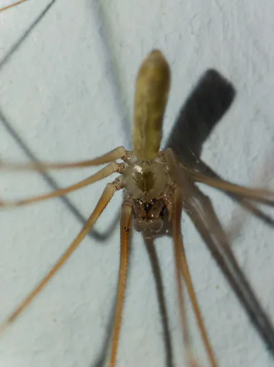 გრძელფეხა ფოლკუსი (Pholcus phalangioides) — სიღნაღი — სანდრო კილაძე
