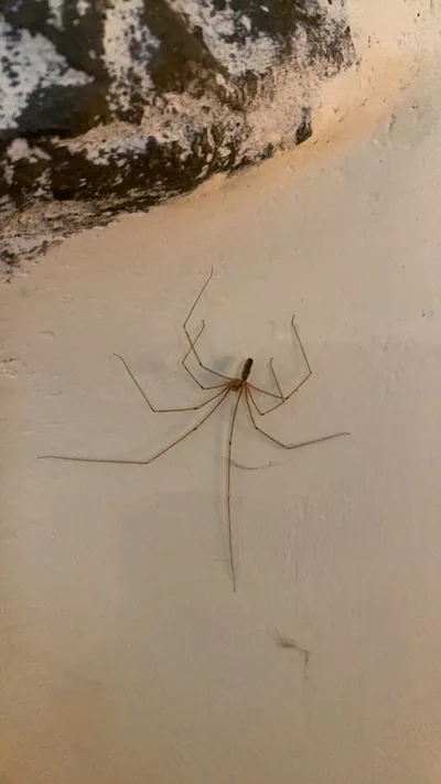 გრძელფეხა ფოლკუსი (Pholcus phalangioides) — ლაგოდეხი — Vanya Mitin