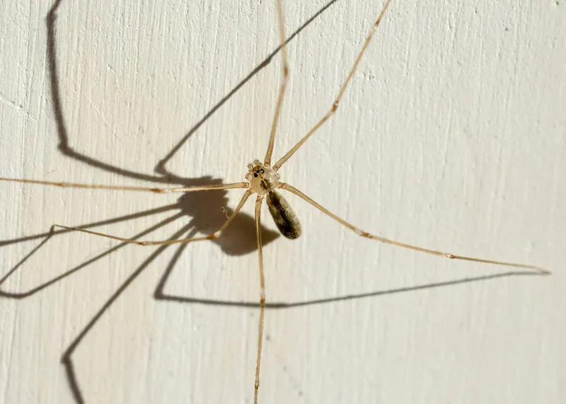 გრძელფეხა ფოლკუსი (Pholcus phalangioides) — ტაშისკარი — ზაური ხაჩიძე