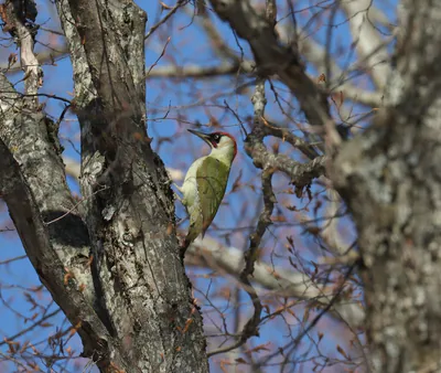 Yeşil ağaçkakan (Picus viridis) — დიდგორი — არჩილ ქველაშვილი