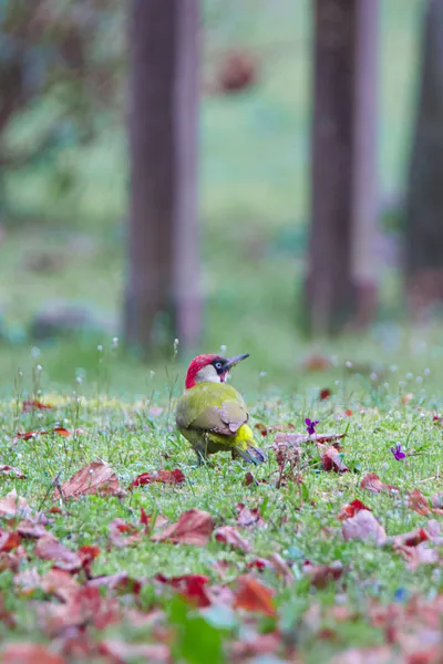 Yeşil ağaçkakan (Picus viridis) — ლაგოდეხი — დაჩი მჭედლიშვილი