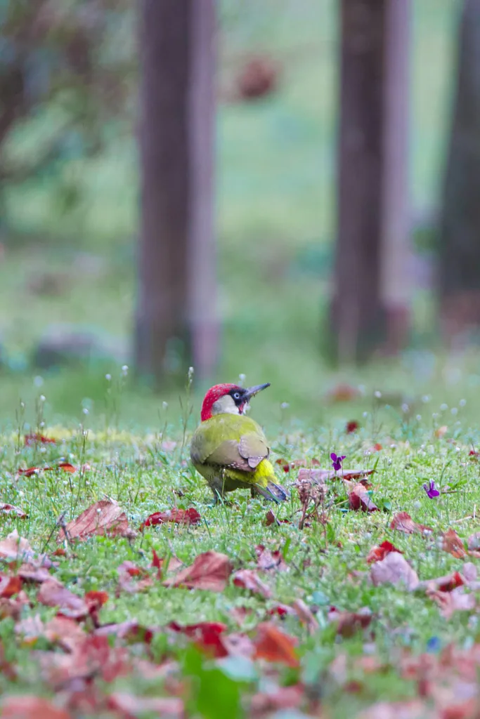 European green woodpecker (Picus viridis) — Lagodekhi — Dachi Mtchedlishvili
