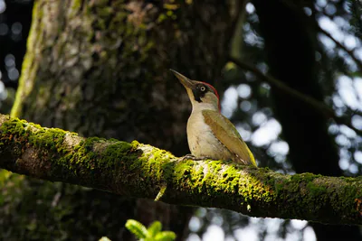 მწვანე კოდალა (Picus viridis) — თელავი