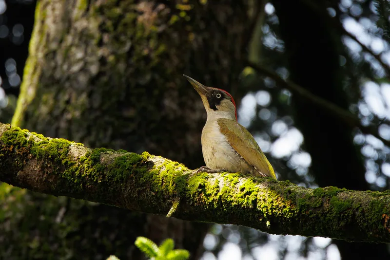 Yeşil ağaçkakan (Picus viridis) — თელავი — გიორგი ნაცვლიშვილი