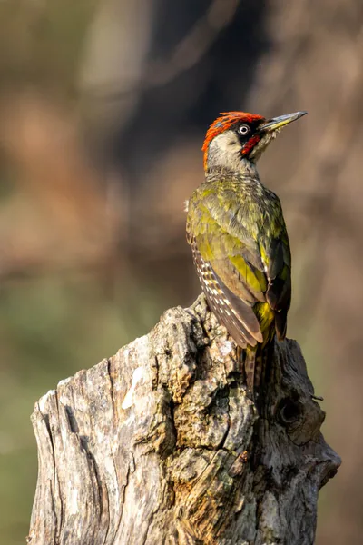 Yeşil ağaçkakan (Picus viridis) — თბილისი — gogopopo