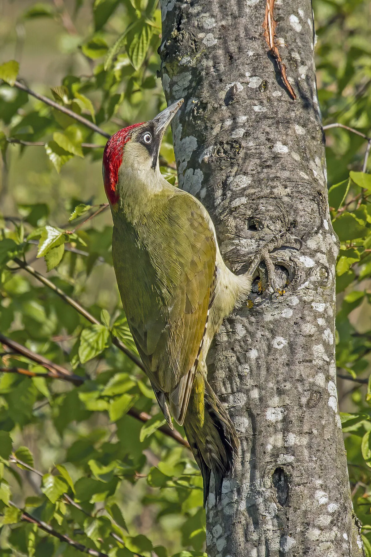 Зелёный дятел (Picus viridis) Круглогодичный резидент в Грузии