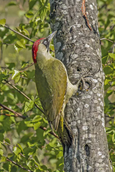 მწვანე კოდალა (Picus viridis) — ლონდონი — Charles J. Sharp