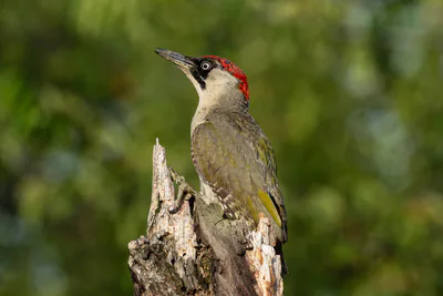 მწვანე კოდალა (Picus viridis) — პრაღა — Skot