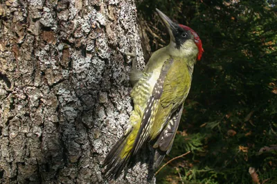 მწვანე კოდალა (Picus viridis)