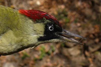 მწვანე კოდალა (Picus viridis)