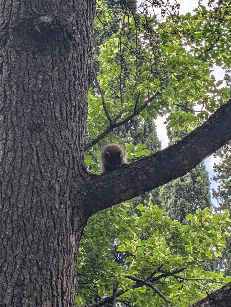Raccoon (Procyon lotor) — Telavi — Giorgi Nadareishvili