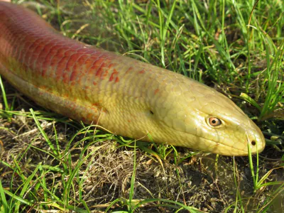Yılan kertenkele (Pseudopus apodus) — doğu Gürcistan
