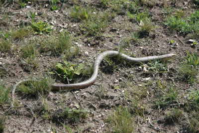 Yılan kertenkele (Pseudopus apodus) — doğu Gürcistan