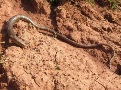 Yılan kertenkele (Pseudopus apodus) — doğu Gürcistan