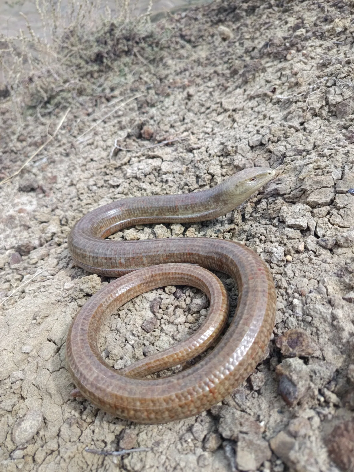 European glass lizard (Pseudopus apodus) — Kakheti — bertogcliment