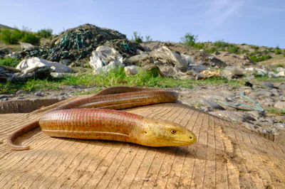 European glass lizard (Pseudopus apodus) — Kvemo Kartli — brechtheusequin