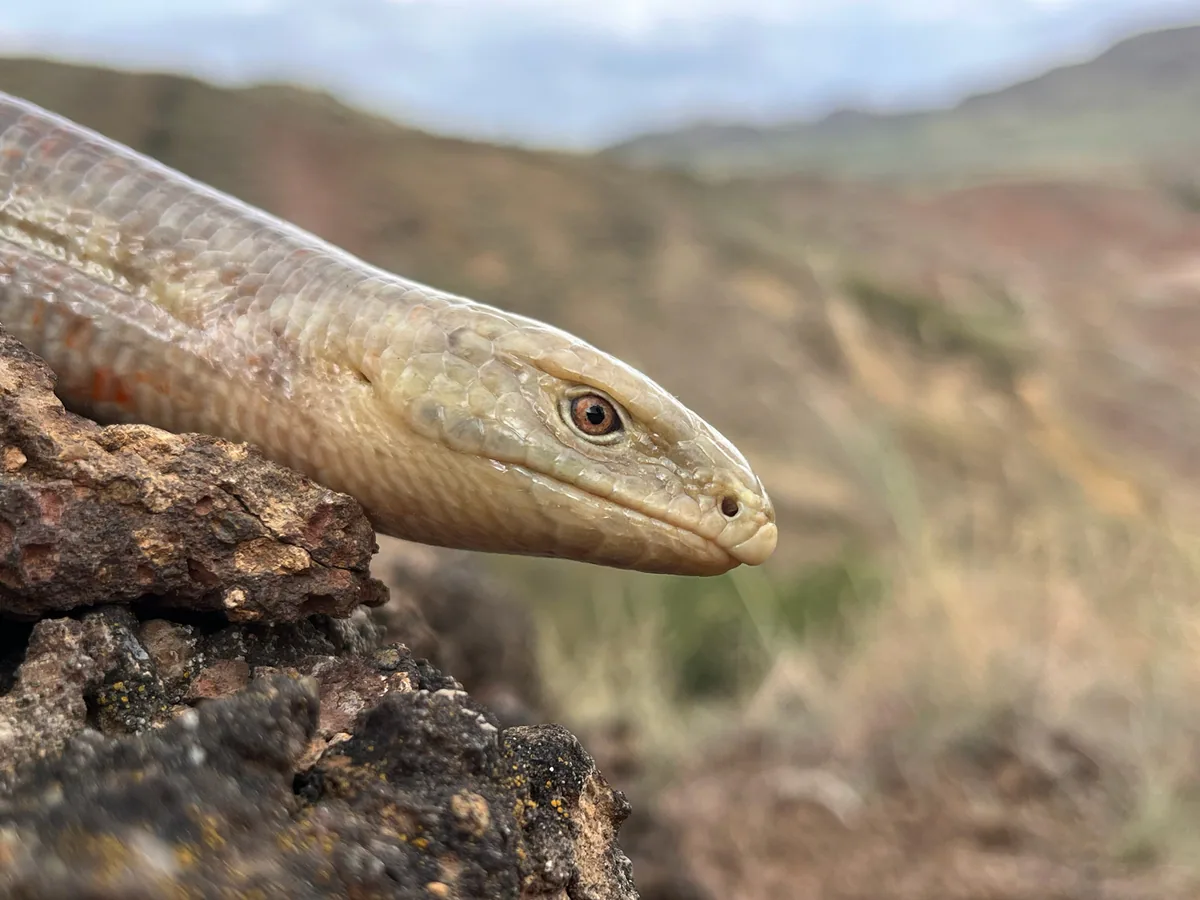 European glass lizard (Pseudopus apodus) — Kakheti — Cristian Luque Huertas
