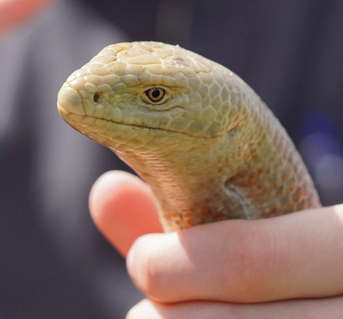 European glass lizard (Pseudopus apodus) — Ağstafa — kattttrin