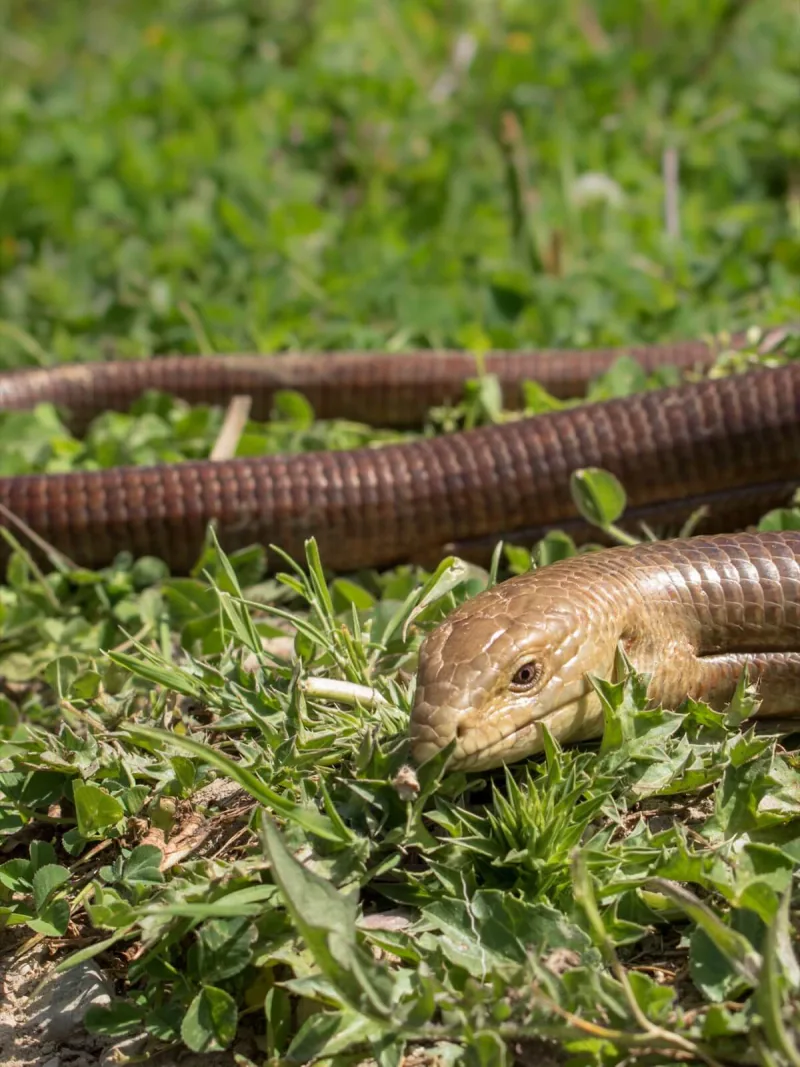 Yılan kertenkele (Pseudopus apodus) — doğu Gürcistan