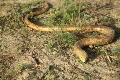 გველხოკერა (Pseudopus apodus)