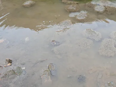 Caucasian Brown Frog (Rana macrocnemis) — Forest and mountain waters — Tereza Bohatá